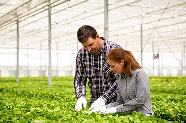 Agriculture Based Solution